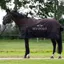HV Polo Essential 200g Turnout Rug - Wood