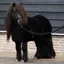 HV Polo Sacha Stable Rug - Black