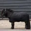 HV Polo Sacha Fleece Rug - Black