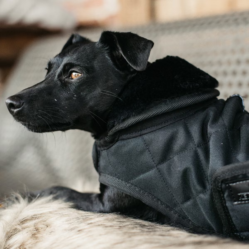Kentucky Original Dog Coat - Black/Black-2