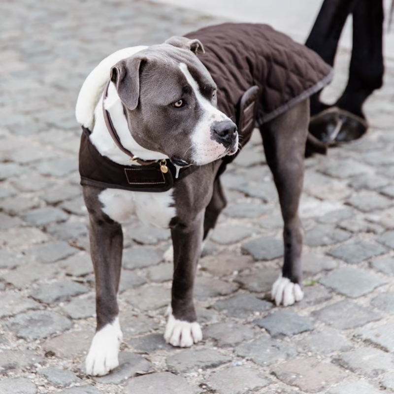 Kentucky Original Dog Coat - Brown-2