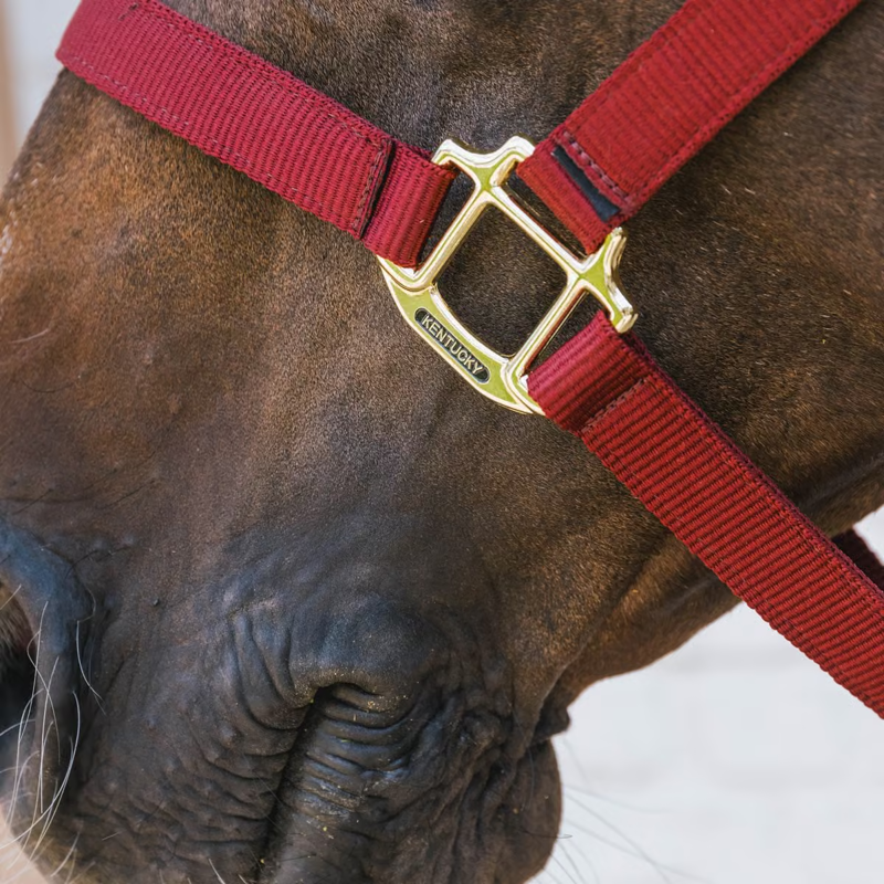 Kentucky Nylon Breakaway Headcollar - Bordeaux-2