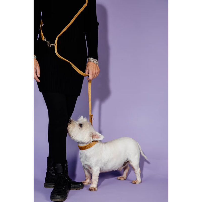 Kentucky Velvet Dog Lead 2m - Mustard-2