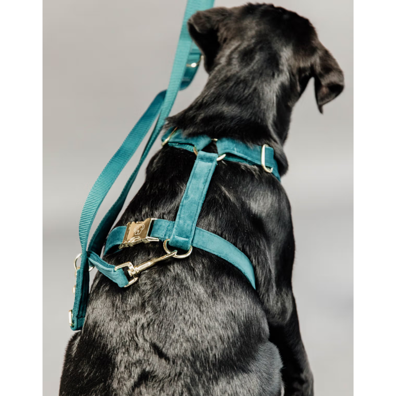 Kentucky Velvet Dog Lead 2m - Emerald-2