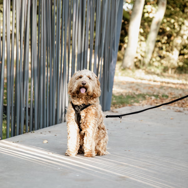 Kentucky Velvet Dog Lead 2m - Black-2