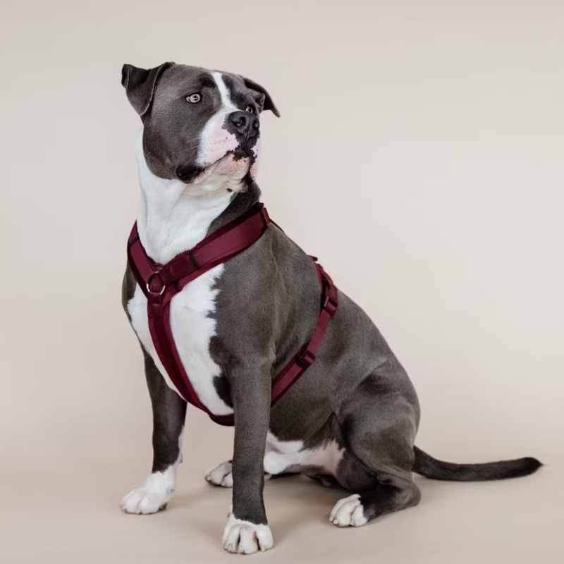 Kentucky Active Velvet Dog Harness - Bordeaux-2