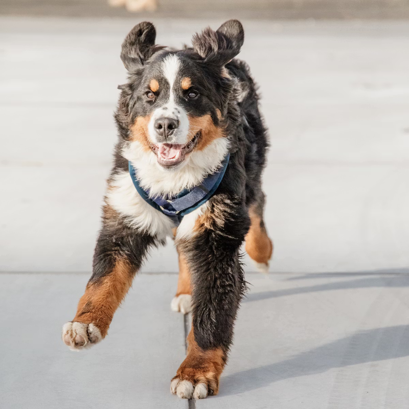Kentucky Active Velvet Dog Harness - Navy-4