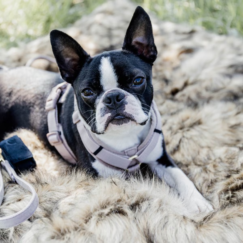 Kentucky Active Velvet Dog Harness - Beige-2