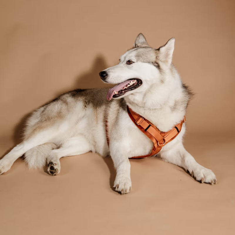 Kentucky Active Velvet Dog Harness - Orange-3