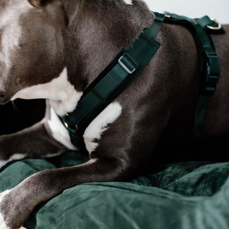 Kentucky Active Velvet Dog Harness - Pine Green-2