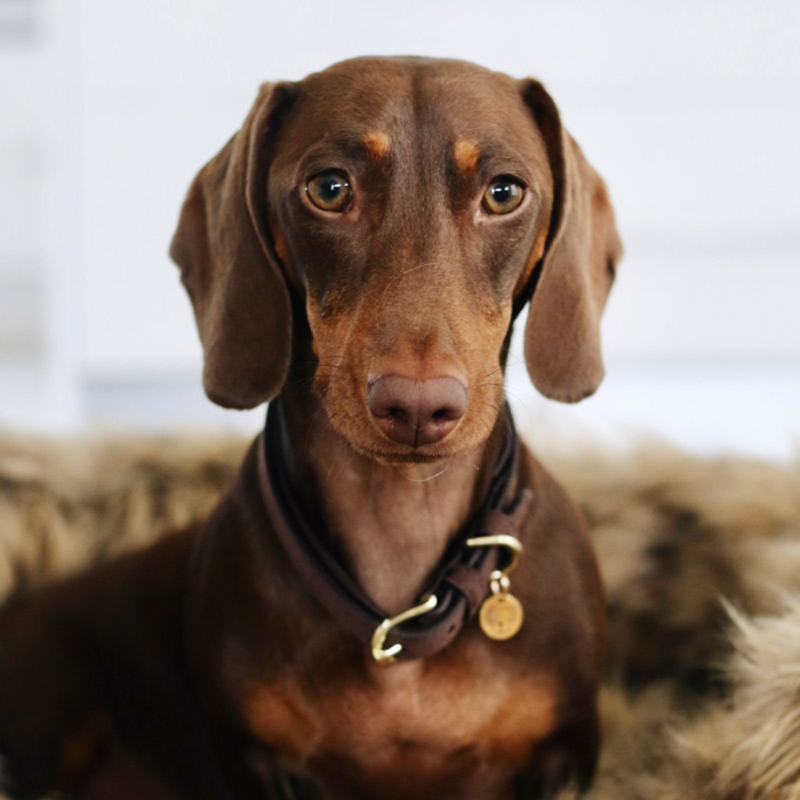 Kentucky Velvet Leather Dog Collar - Brown-2