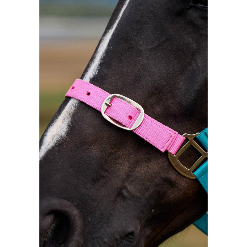 Dublin Everyday Headcollar - Blue/Pink/Purple-2