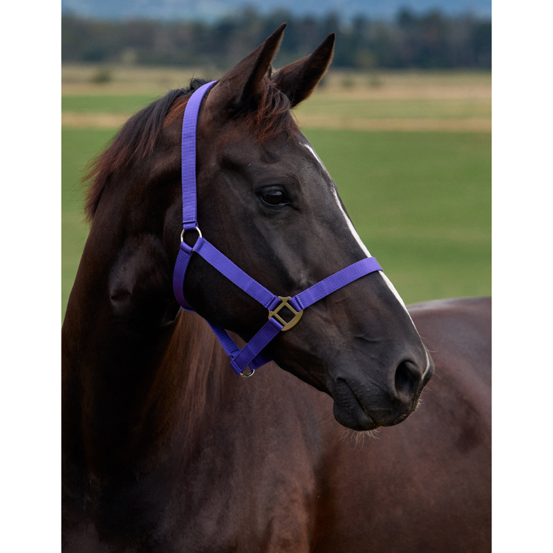 Dublin Everyday Headcollar - Purple-1