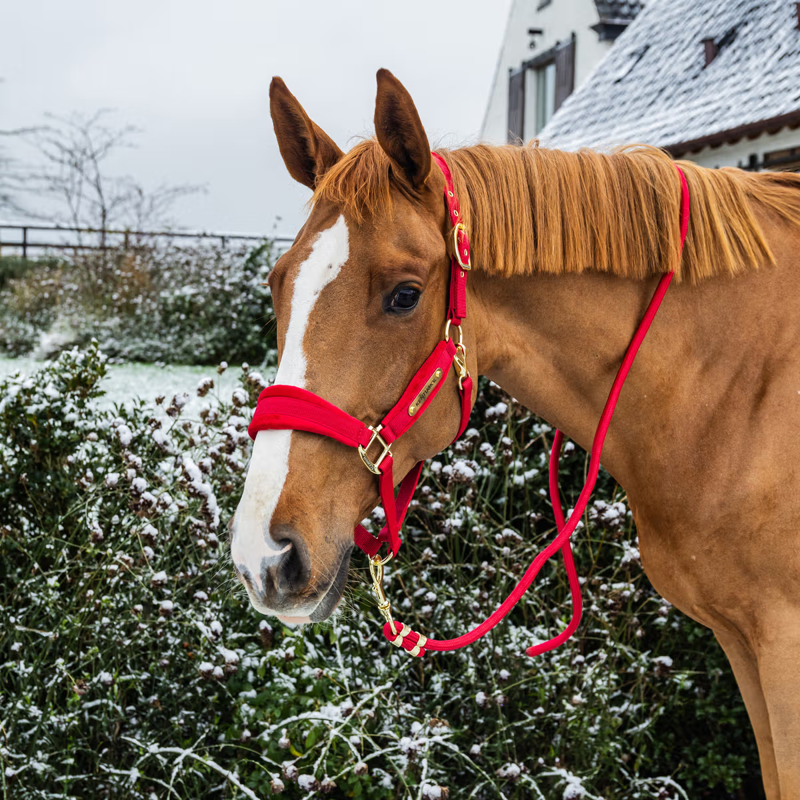 Kentucky Velvet Headcollar - Red-2