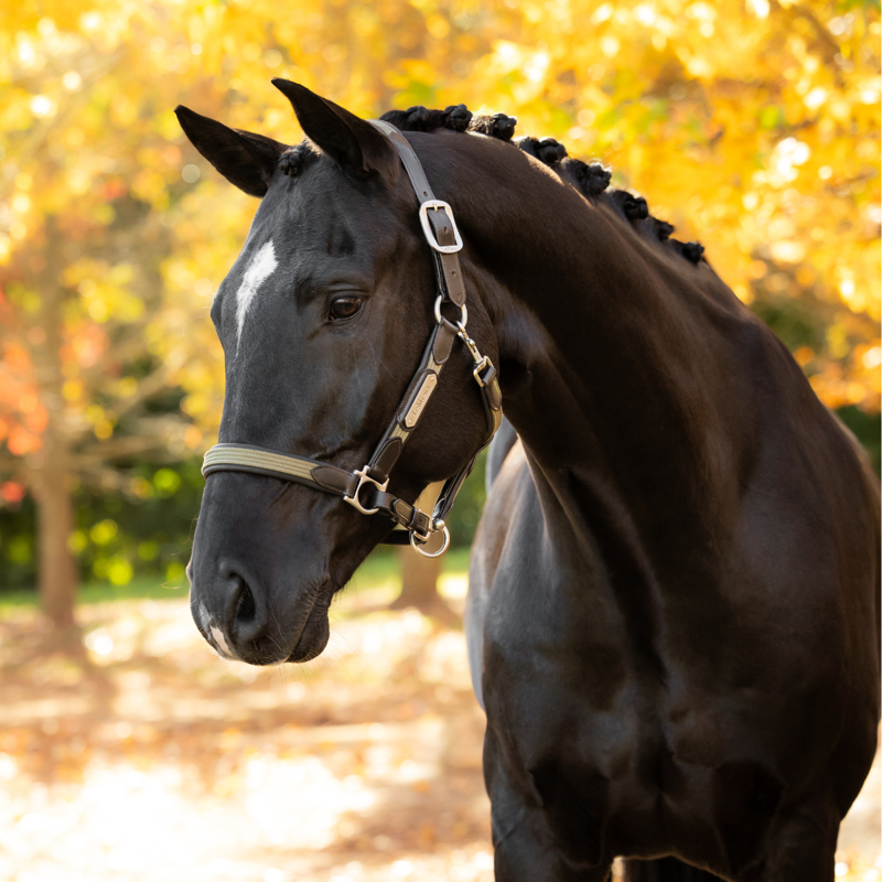 LeMieux Capella Headcollar - Willow Green-2