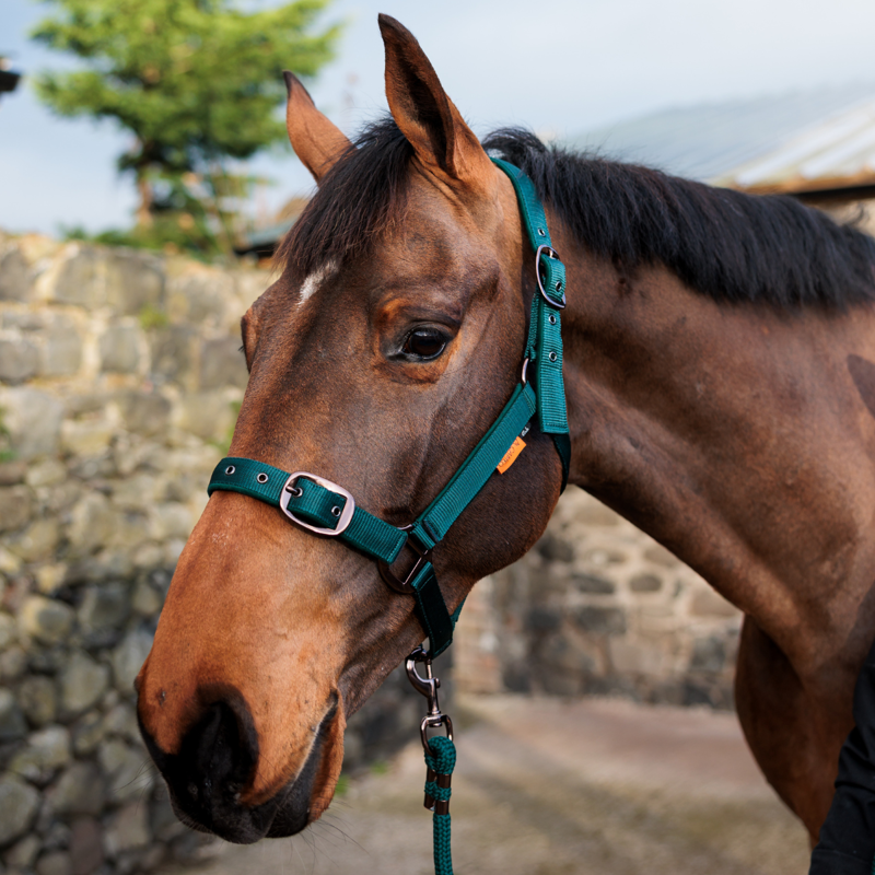 Cameo Suede Padded Headcollar - Evergreen-1