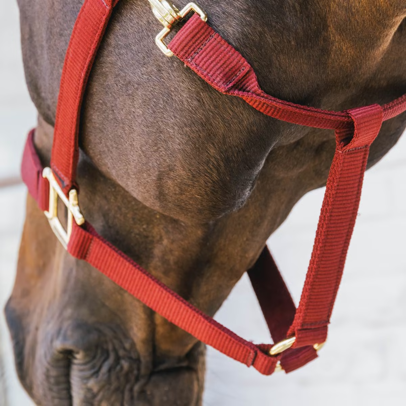 Kentucky Nylon Breakaway Headcollar - Bordeaux-3