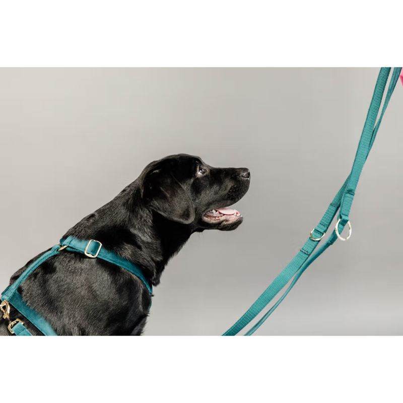 Kentucky Velvet Dog Lead 2m - Emerald-3