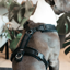 Kentucky Active Velvet Dog Harness - Black