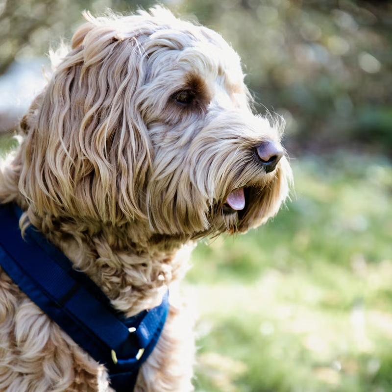 Kentucky Active Velvet Dog Harness - Navy-2