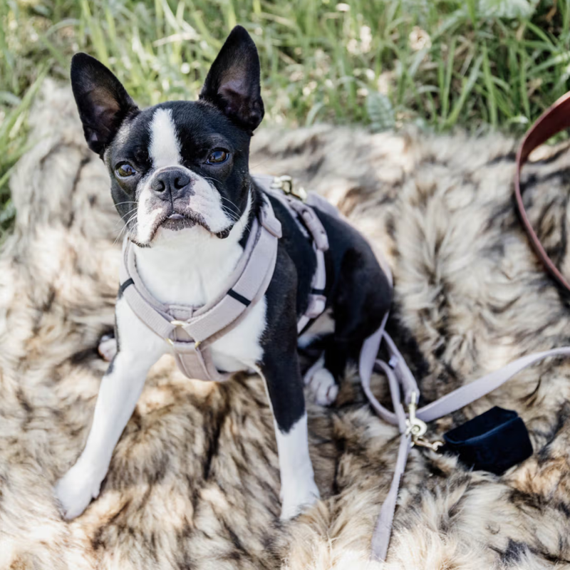 Kentucky Active Velvet Dog Harness - Beige
