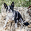Kentucky Active Velvet Dog Harness - Beige