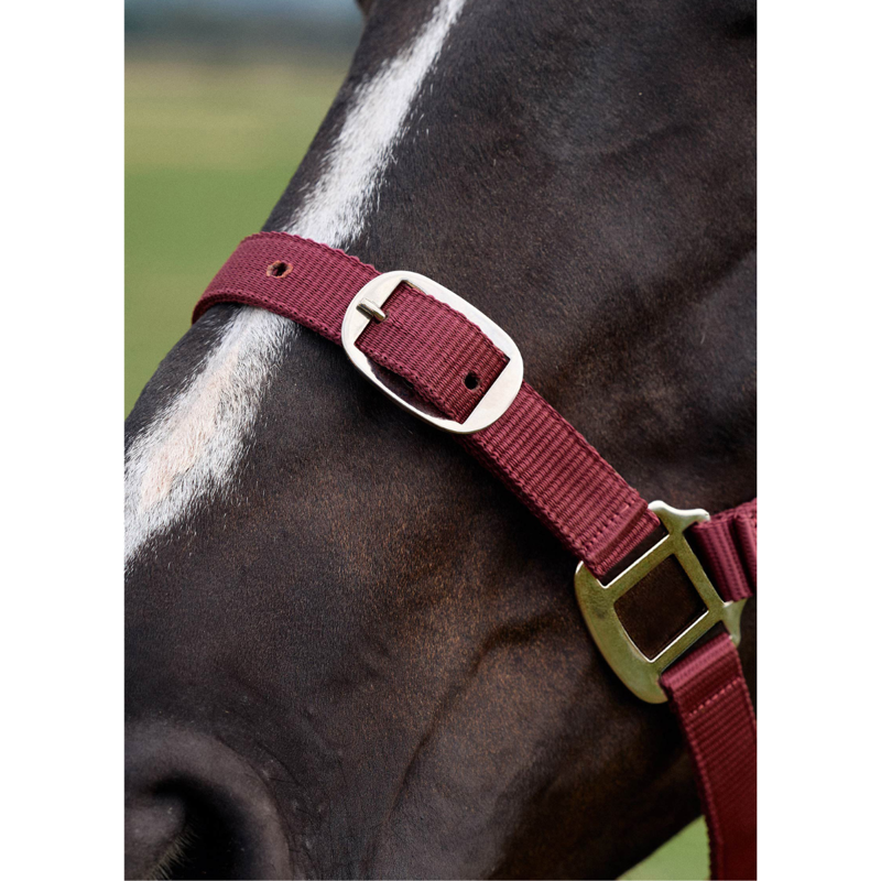 Dublin Everyday Headcollar - Burgundy-3