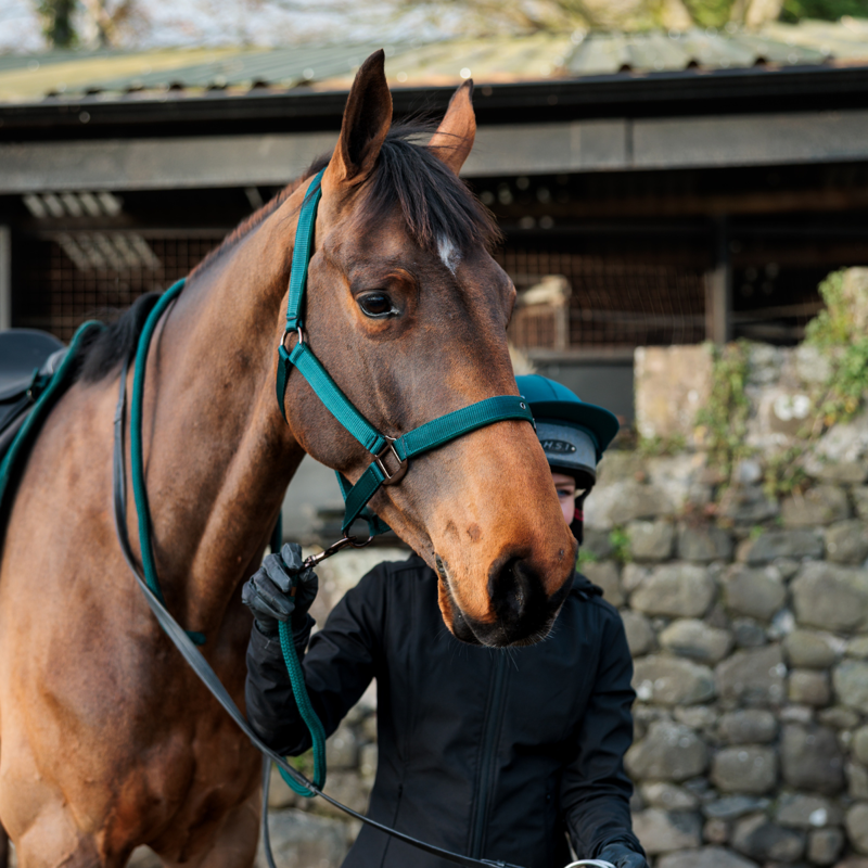 Cameo Suede Padded Headcollar - Evergreen-4