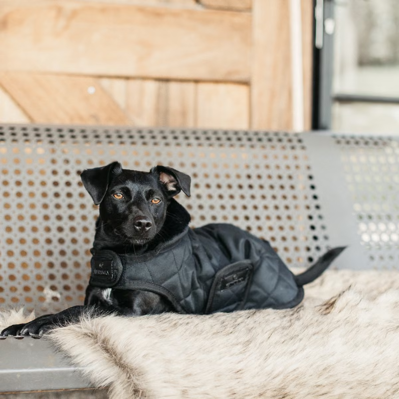Kentucky Original Dog Coat - Black/Black-3