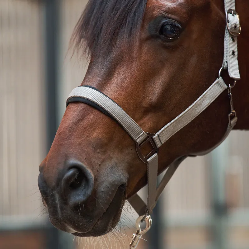 Imperial Riding Classic Sport Headcollar - Taupe-2
