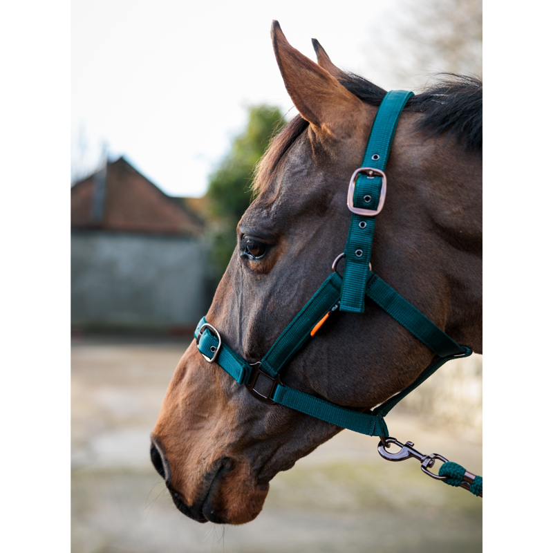Cameo Suede Padded Headcollar - Evergreen-5