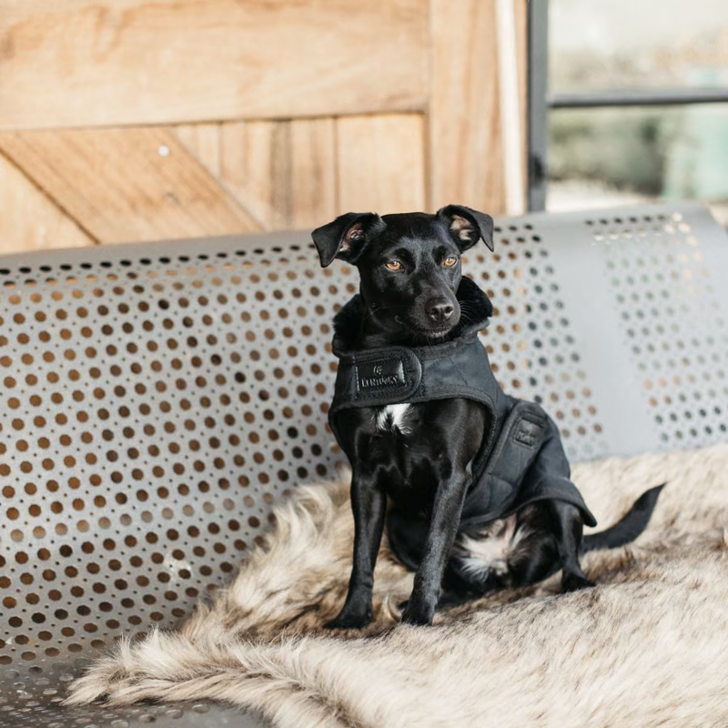 Kentucky Original Dog Coat - Black/Black-4