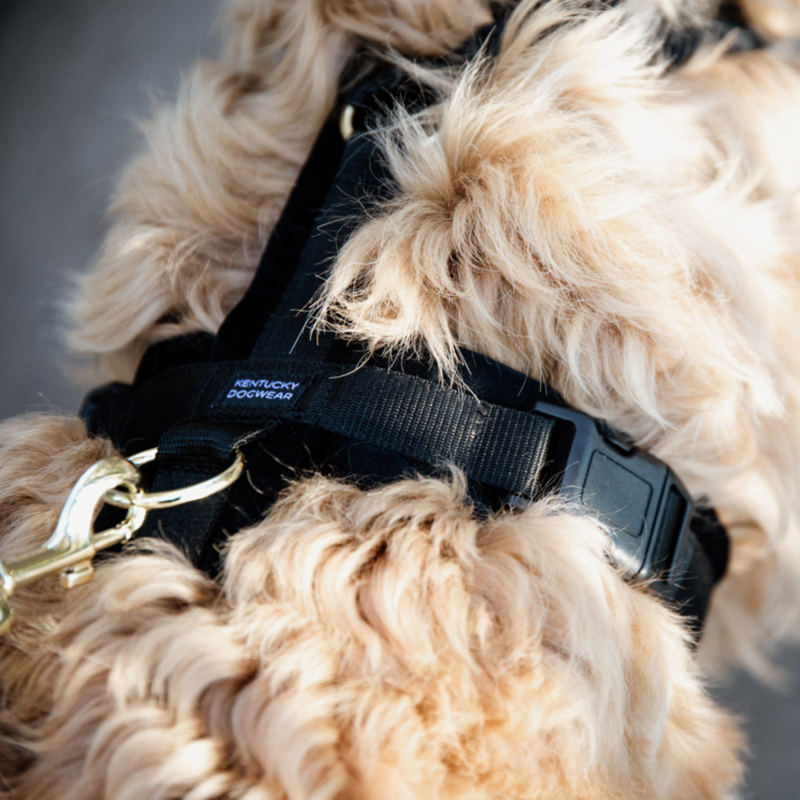 Kentucky Active Velvet Dog Harness - Black-2