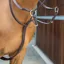 Shires Velociti Lusso Running Martingale - Havana