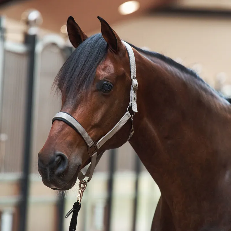 Imperial Riding Classic Sport Headcollar - Taupe-1