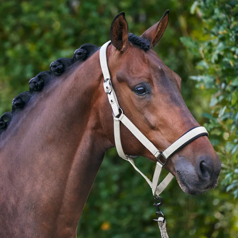 Imperial Riding Classic Sport Headcollar - Light Olive-1