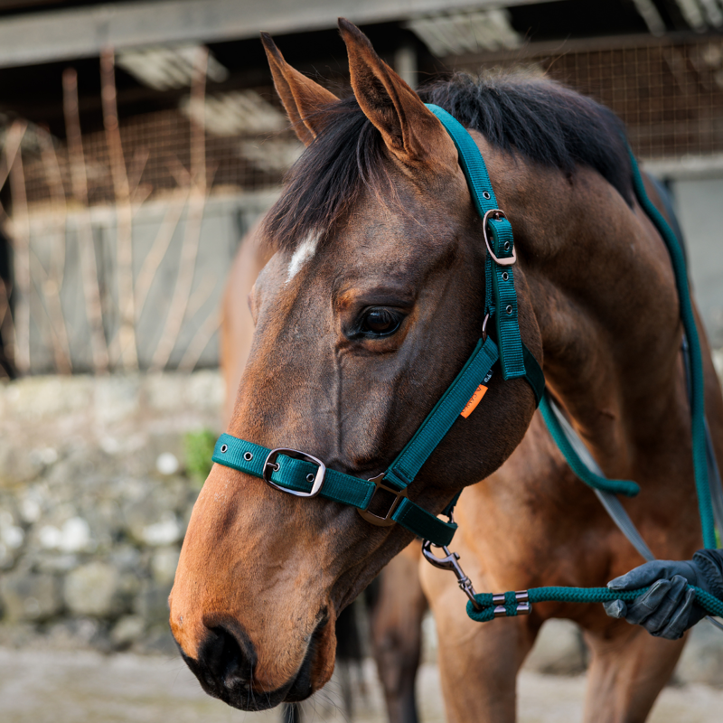 Cameo Suede Padded Headcollar - Evergreen-2