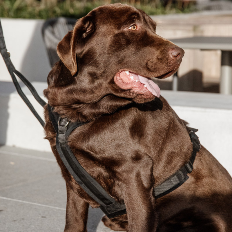 Kentucky Active Velvet Dog Harness - Black-1