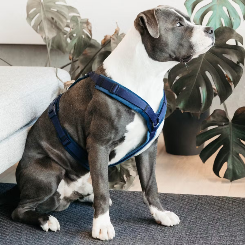 Kentucky Active Velvet Dog Harness - Navy