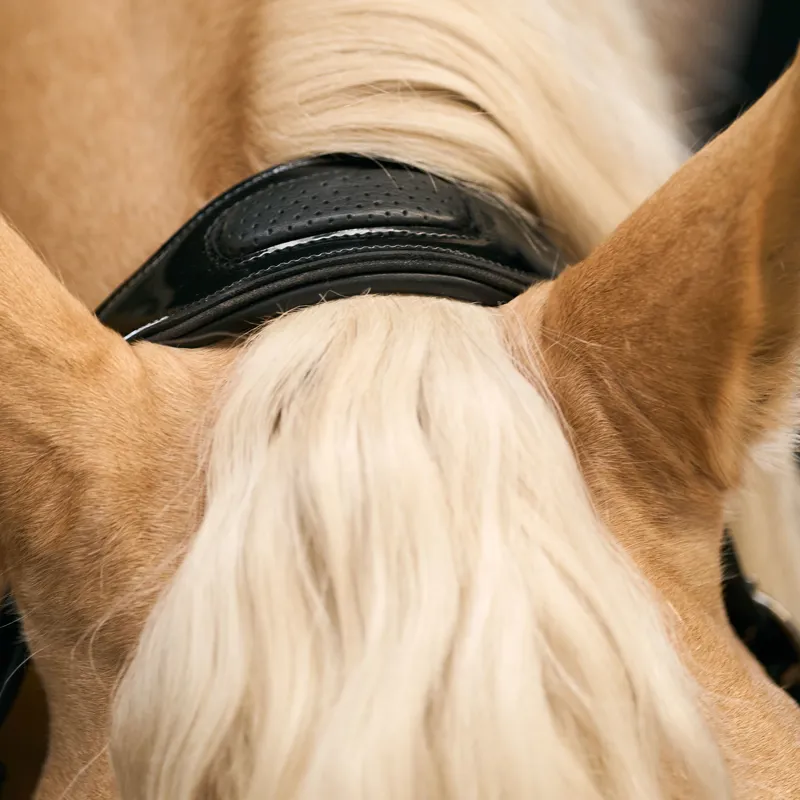 Imperial Riding Hera Headcollar - Black-4