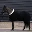 Imperial Riding Bandit Show Rug - Black