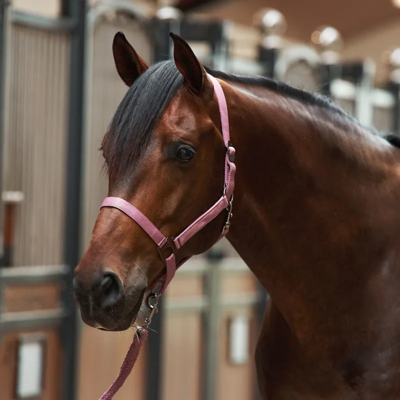 Imperial Riding Economic Headcollar - Mauve