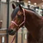 Imperial Riding Economic Headcollar - Mauve