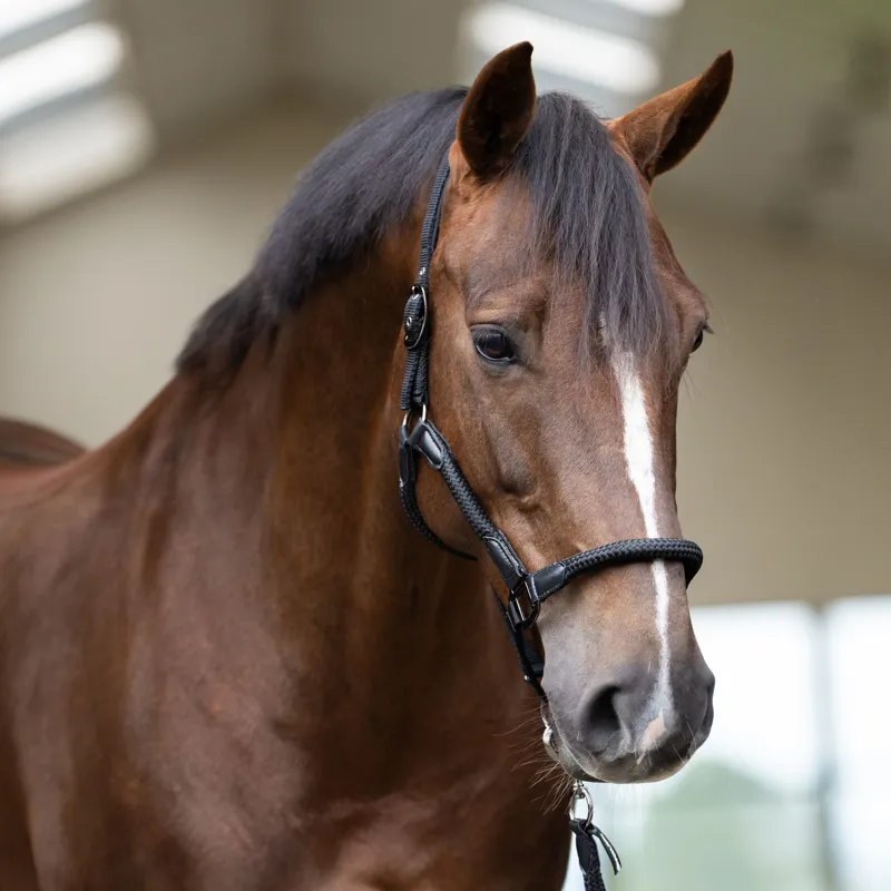 Imperial Riding Laura Headcollar - Black