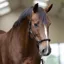 Imperial Riding Laura Headcollar - Black