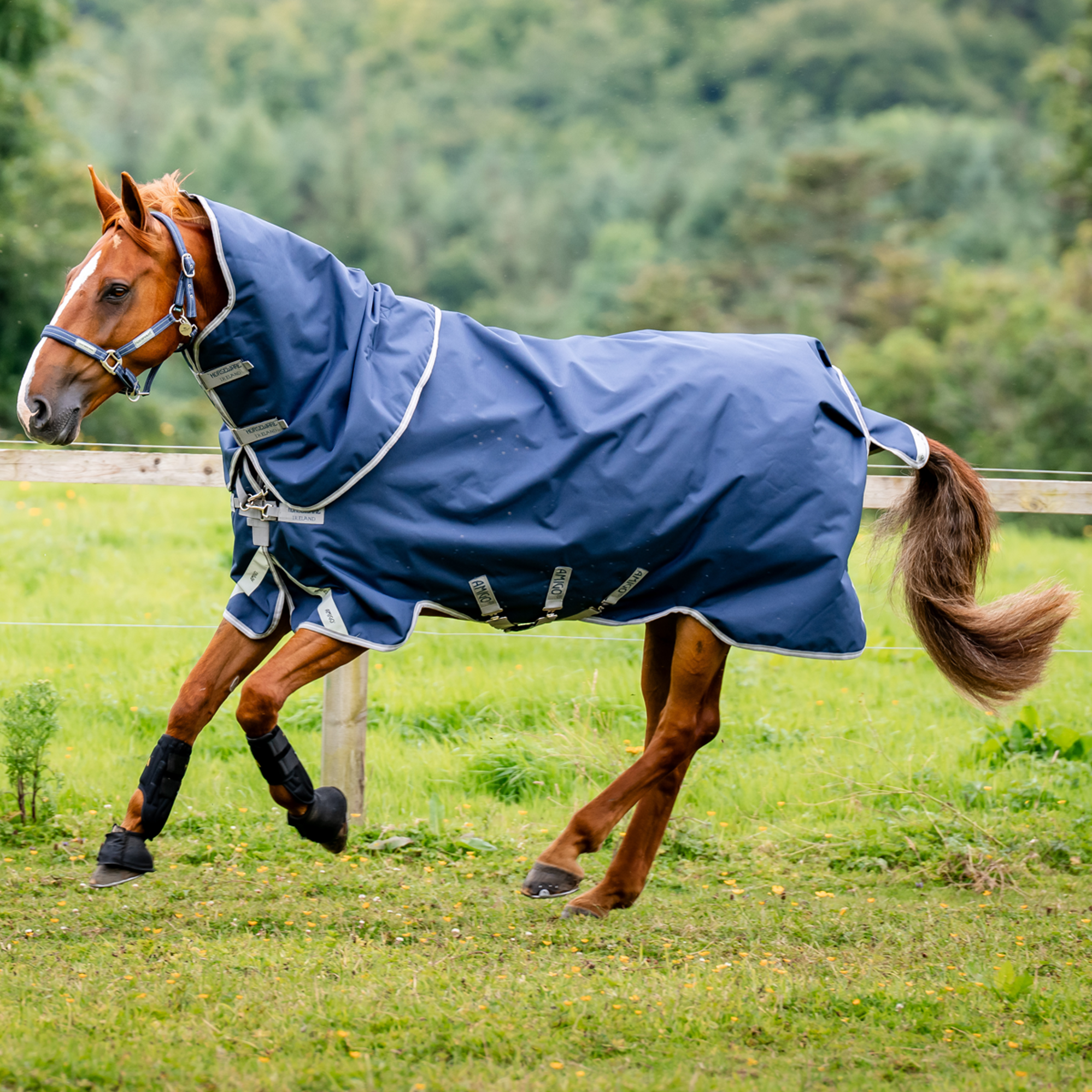 Horseware Amigo Waterproof Dog Raincoat – 600D Ripstop Navy/Printed Navy/Fig – Sizes XXXS To XXXL