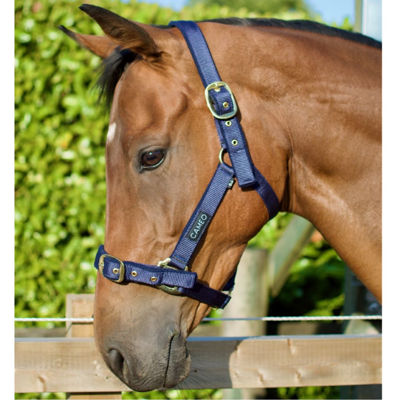 Cameo Padded Headcollar - Indigo-1