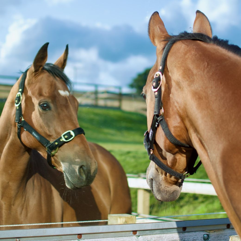 Cameo Padded Headcollar - Liquorice-1