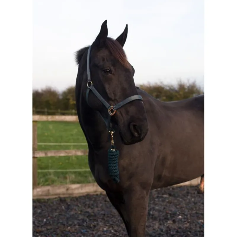 Cameo Supreme Headcollar and Leadrope - Navy-1