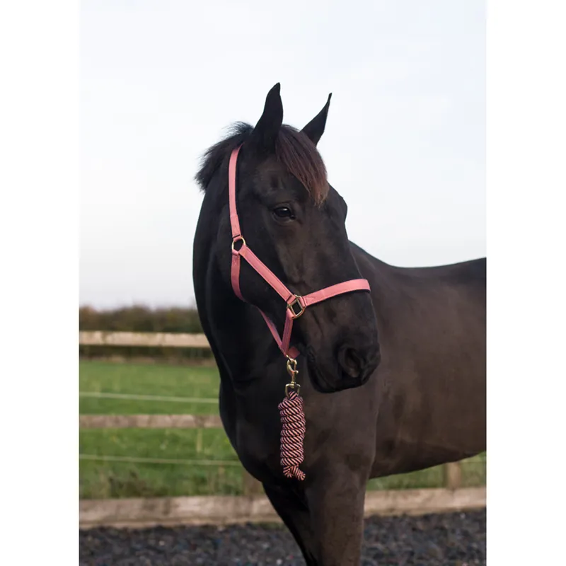 Cameo Supreme Headcollar and Leadrope - Terracotta-1